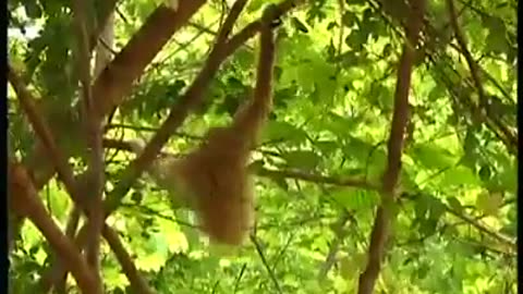 Funny monkey