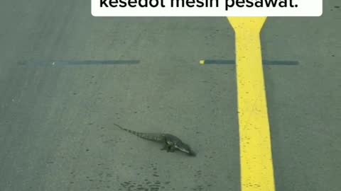 Permisi si 🦎 mau lewad