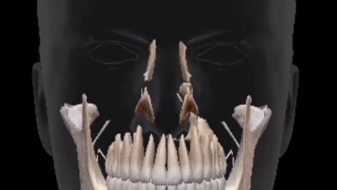 Human skull animation