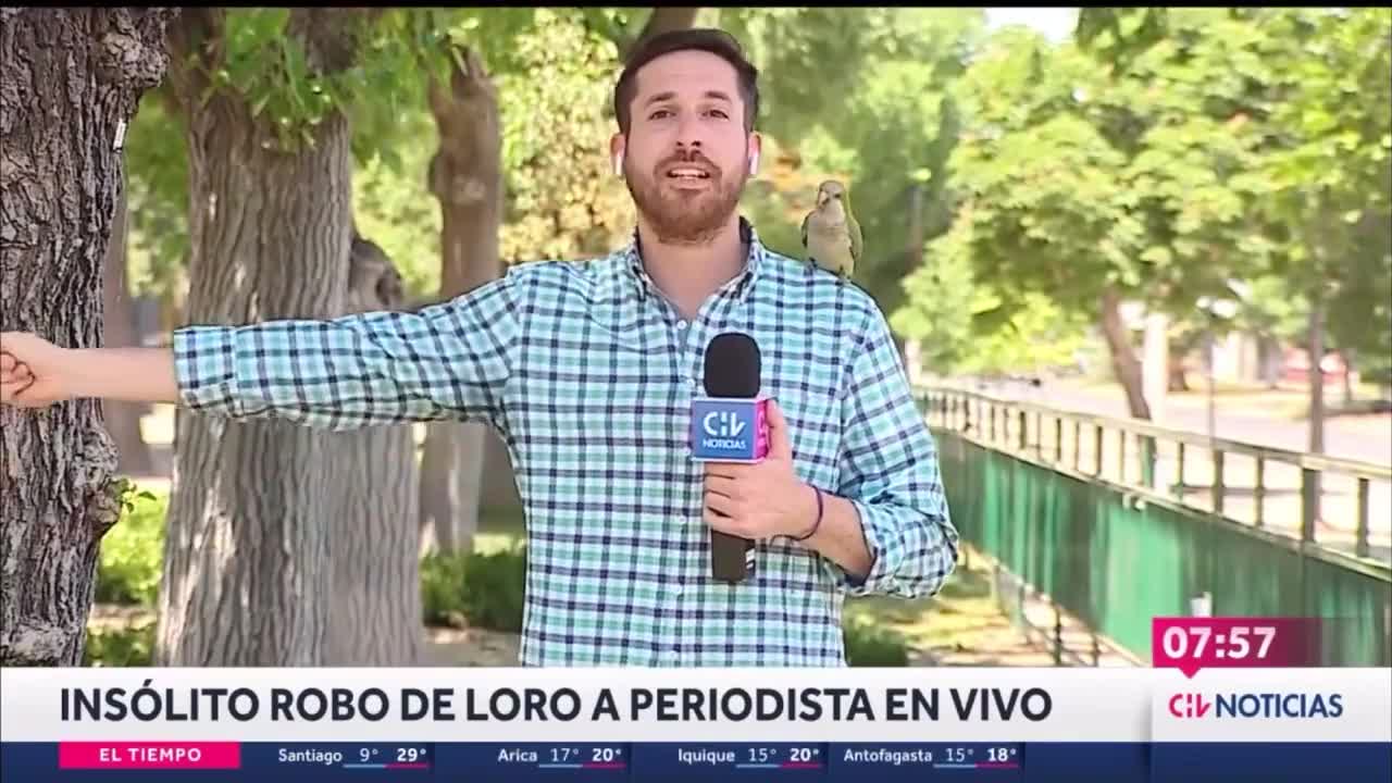 Papagaio rouba, ao vivo, fone de ouvido de repórter de TV no Chile