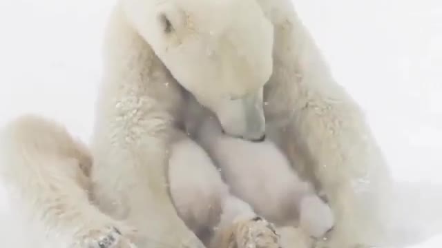 Nothing like warm milk on a cold, blustery, snowy day