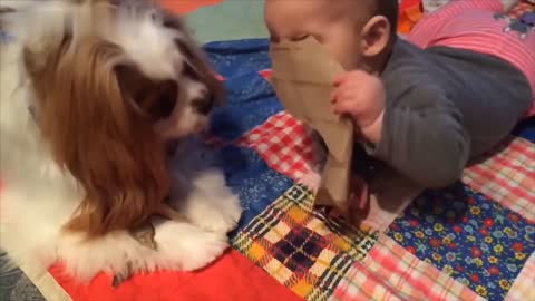 Dog and cute baby Playing Together