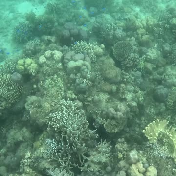 Snorkeling Adventures Philippines, Wow a beautiful Barrel Sponge