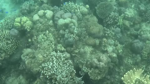 Snorkeling Adventures Philippines, Wow a beautiful Barrel Sponge