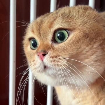 A talking Cat😂#comedycat #funnycat