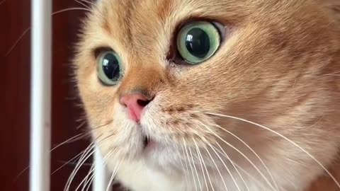 A talking Cat😂#comedycat #funnycat