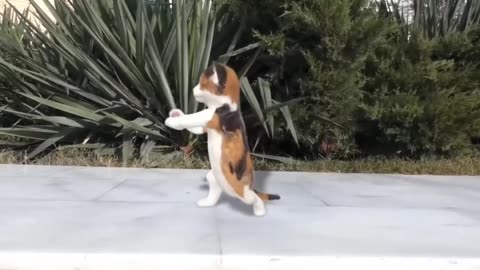 Cute animals dance