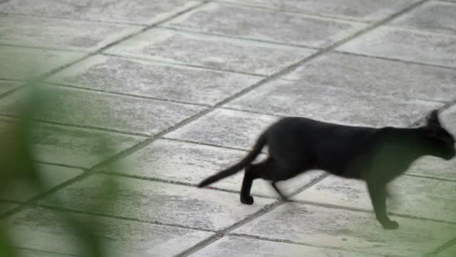 Black homeless cat sitting on the tiled street and then running away