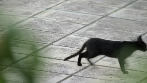 Black homeless cat sitting on the tiled street and then running away