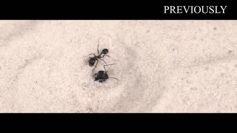 THE BRUTAL BATTLE OF THREE ANT LIONS AND THE TICK! [Live feeding!]-14