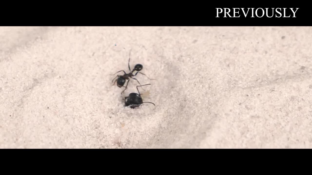 THE BRUTAL BATTLE OF THREE ANT LIONS AND THE TICK! [Live feeding!]-14