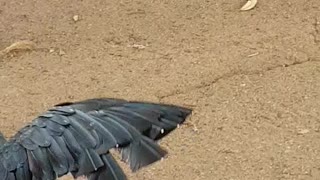 DAMN Cocky snitches food & takes off with breakfast