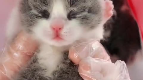 OMG So Cute Cats ♥ Best Funny Cat ❤️🐈Videos 2021 #shorts