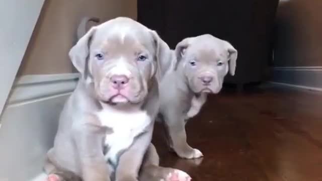 Two lovely dogs are waiting for food