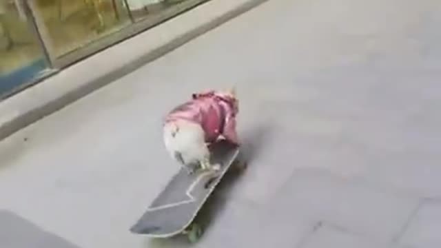 Funny dog on a skateboard