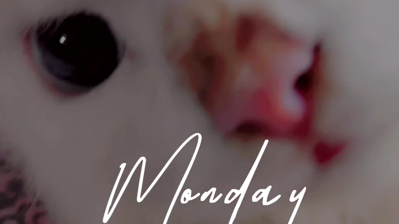 I hate Monday's Meow Meow