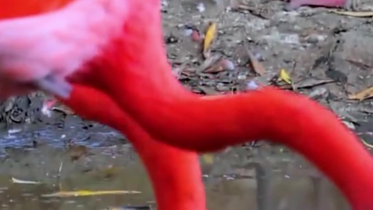 Pinky Birds Drinking