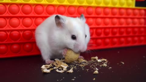 Secret life of my hamster 💙