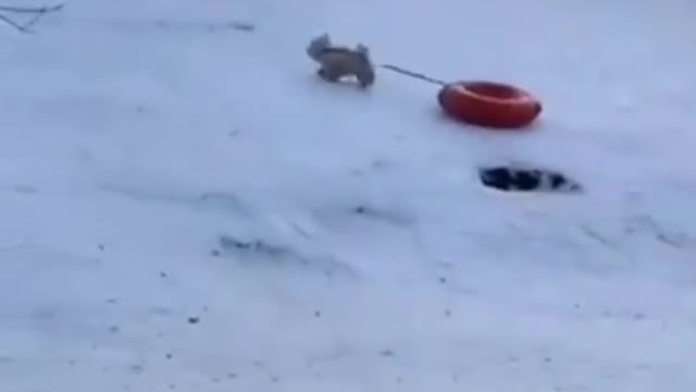 LITTLE PUPPY ENJOYING IN SNOW