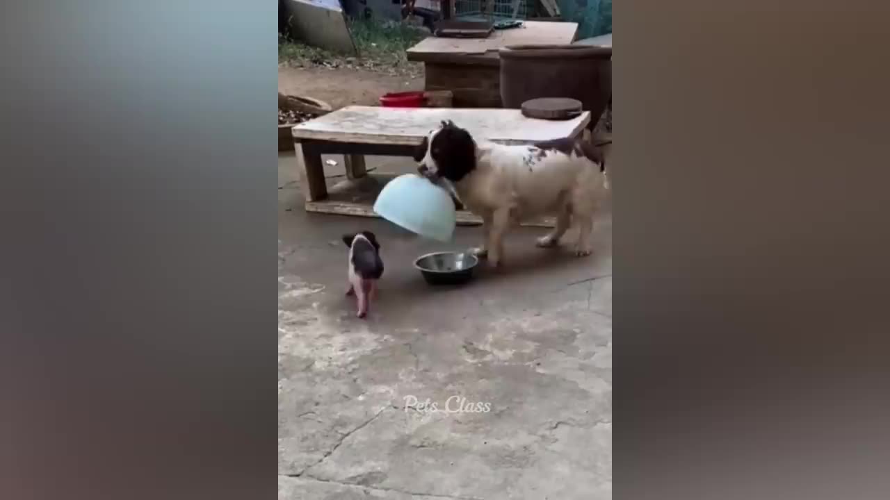 Hilarious Animal Antics: A Rib-Tickling Adventure!