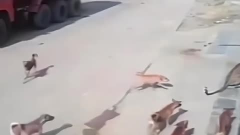 Attacked by wild animal instant karma