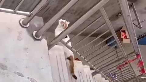 The cat wants to cross by jumping onto the tin roof