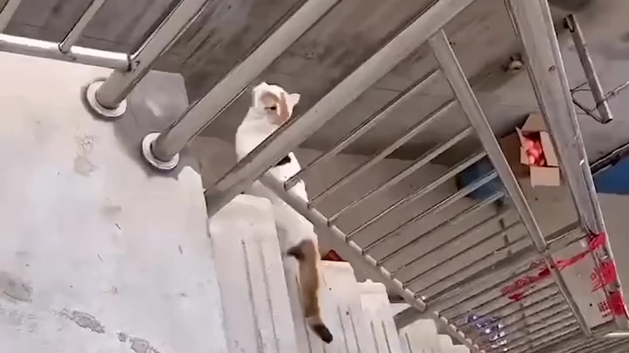 The cat wants to cross by jumping onto the tin roof