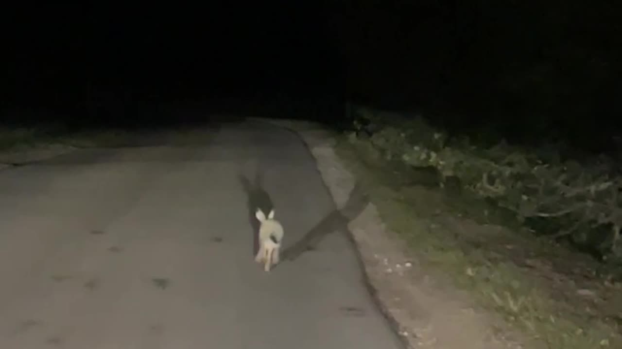 the rabbit will be disturbed