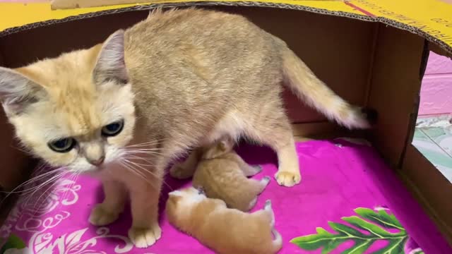 Mother cat after giving birth feels itchy after many days without bathing