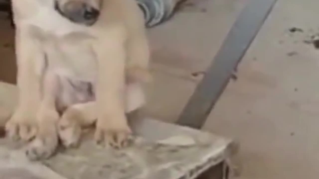 dog sleeping video