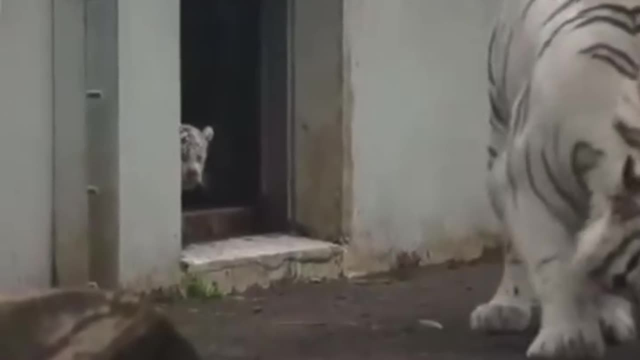 The TIGER CUB - An adorable tiger cub sneaks on his mother and surprise her .……