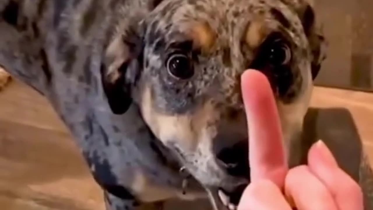 MIDDLE FINGER REACTIONS