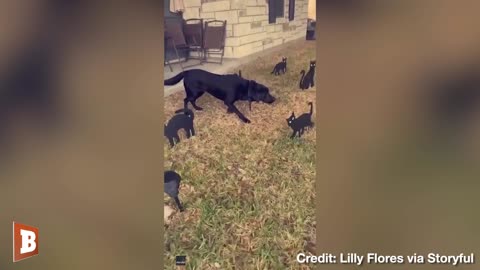 Doggo Frozen in Fear Among Black Cat Halloween Cutouts