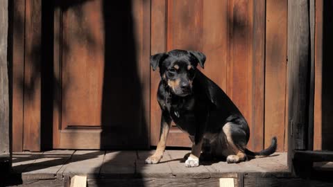 A black dog taking the sun in the door