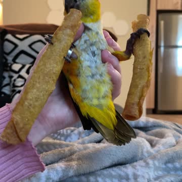 Parrot won't let go of taquitos
