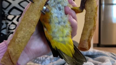 Parrot won't let go of taquitos