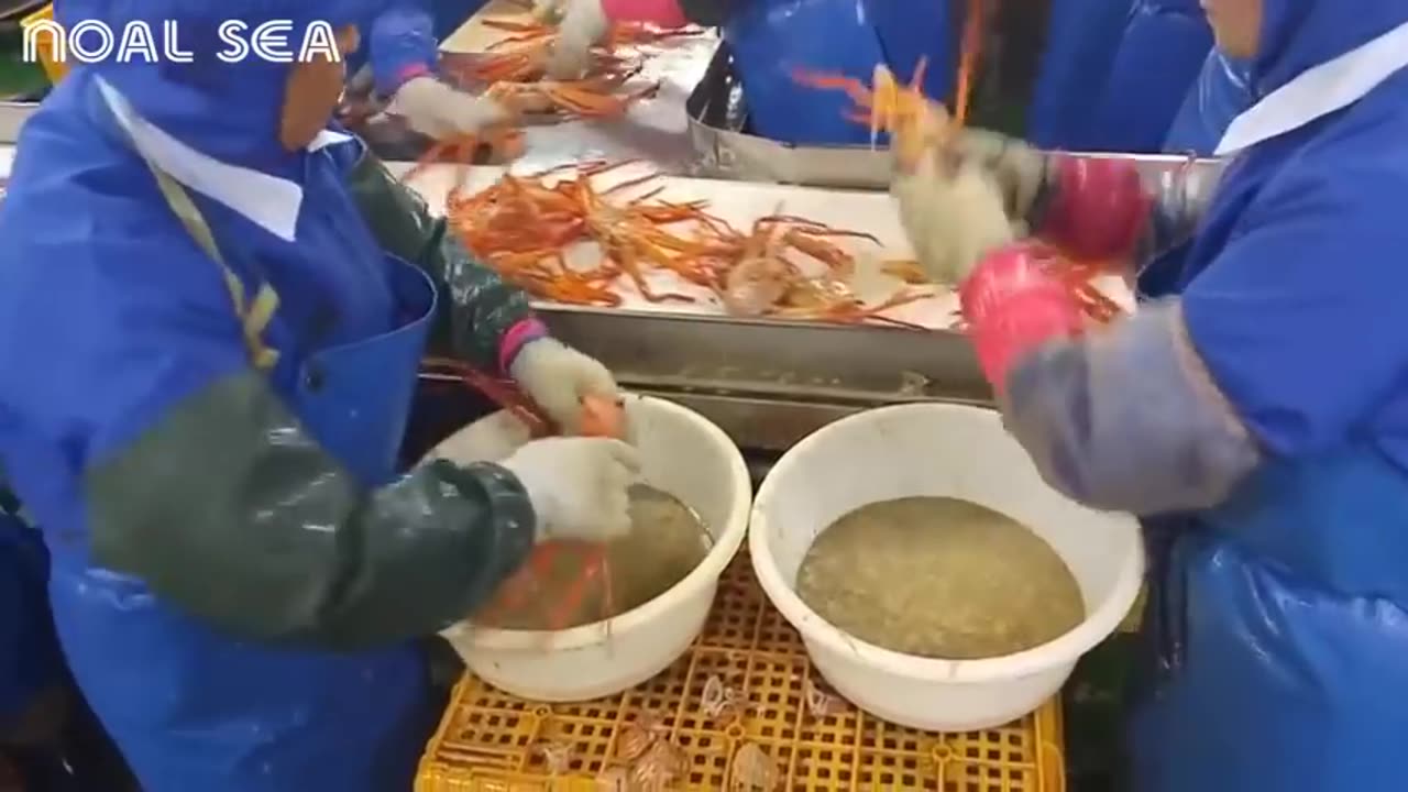 Modern Snow Crab Catching - Amazing Crab Fishing Net Deep Sea - Crab Processing in Factory