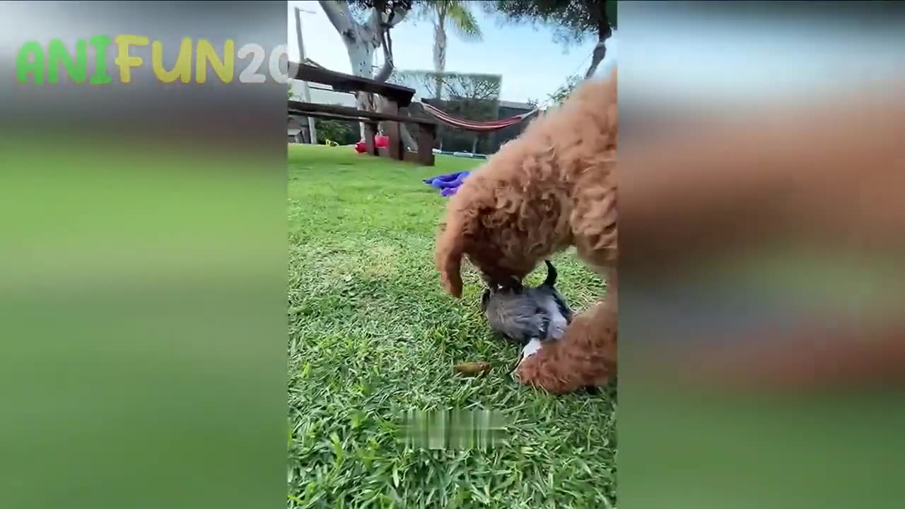 Best funniest animal videos 2023😂🤣