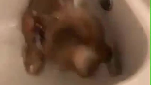 How to give a dog a bath