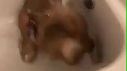 How to give a dog a bath