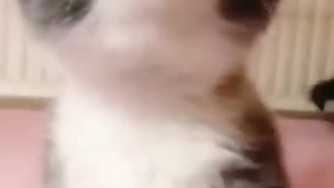 Милые маленькие котята