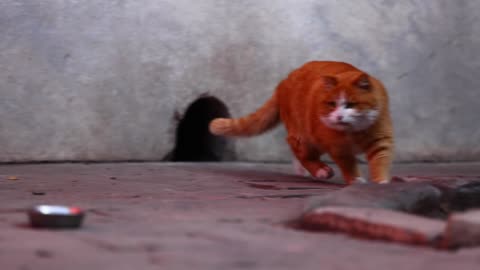 An orange cat peeks at you from a hole in the wall