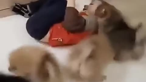 Puppies and kids funny moments