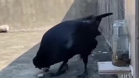 Cool Crow Facts: Super Smart Birdies!
