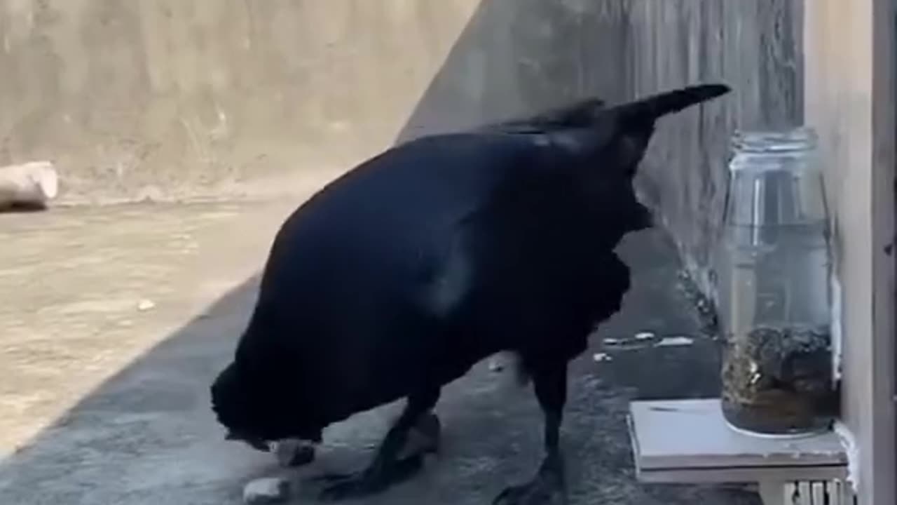 Cool Crow Facts: Super Smart Birdies!