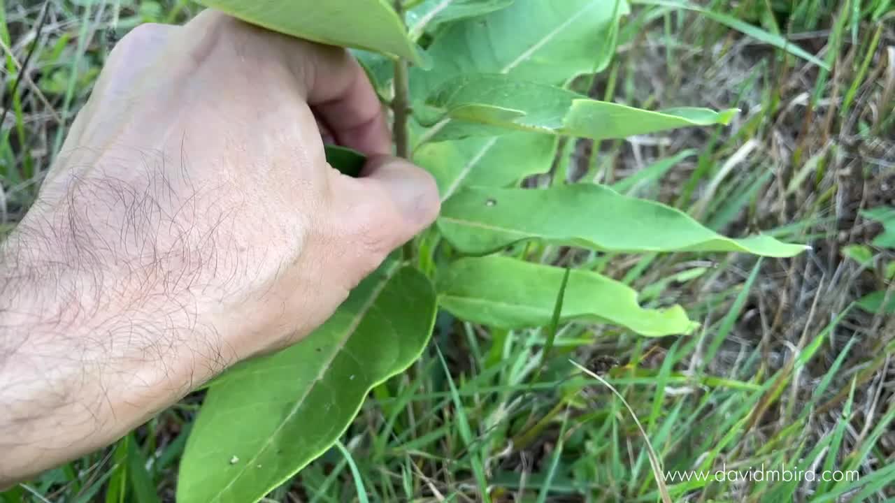 How I took this photo _ Becorn with a Butterfly