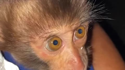Monkey time