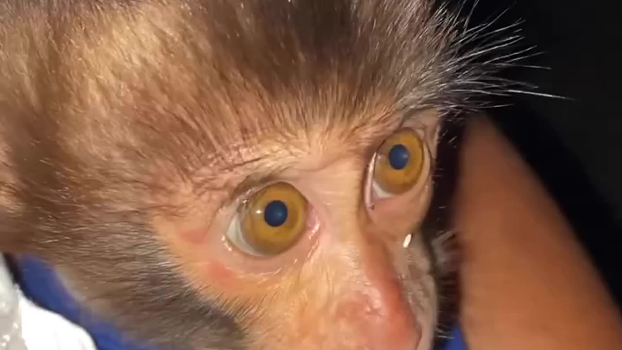 Monkey time
