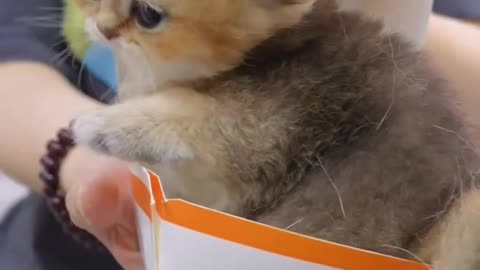Cute little pussy