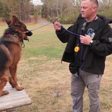 My Favorite Thing About German Shepherds